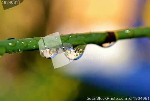 Image of Raindrops on bamboo grass
