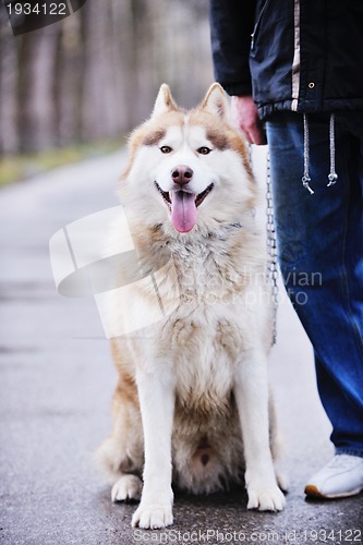 Image of dog animal