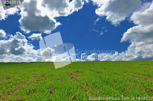 Image of grass and sky nature backgrond