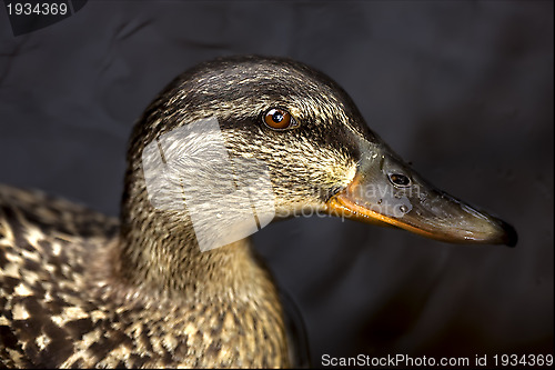 Image of a duck in the black