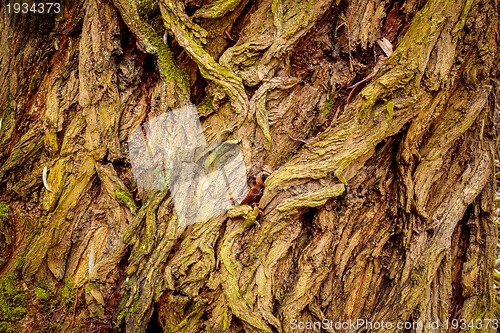 Image of grunge bark texture