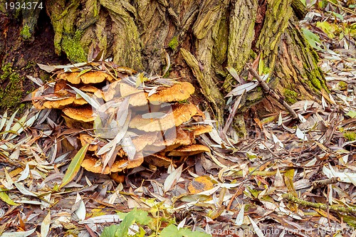Image of autumn mushroom