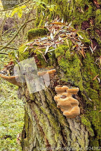 Image of autumn mushroom