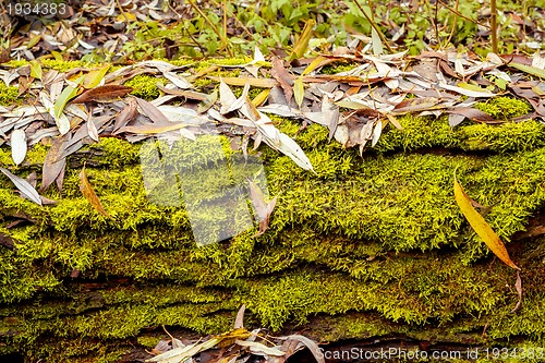 Image of grunge autumn background  with green moss