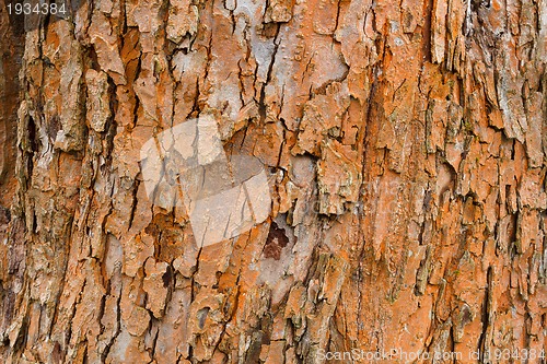 Image of grunge bark texture