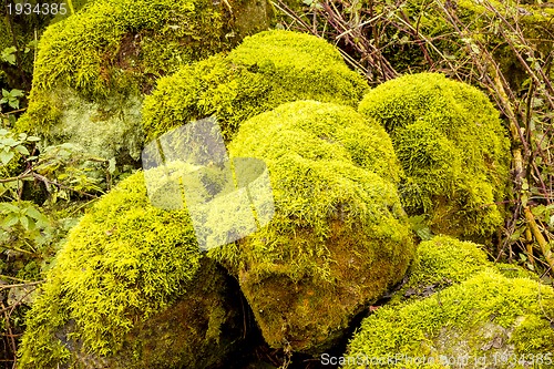 Image of Bright Green Moss (bryophytes) on tree trunks