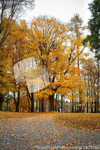 Image of Autumn in park with yellow leaves on ground