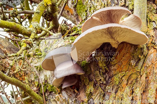 Image of autumn mushroom on tree