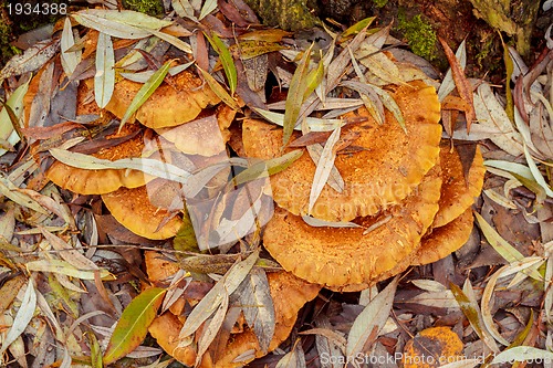 Image of autumn mushroom