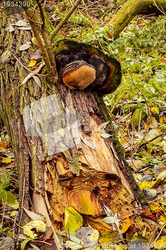 Image of autumn mushroom