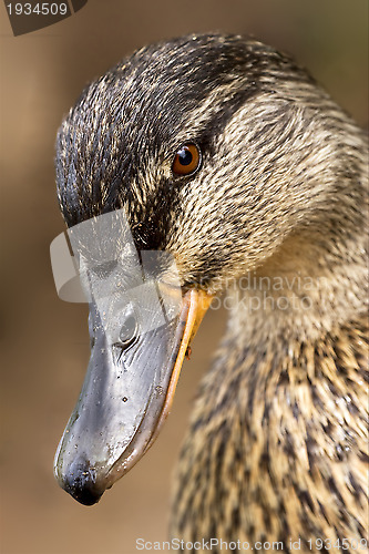 Image of eye of a duck