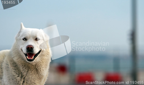 Image of Smiling husky