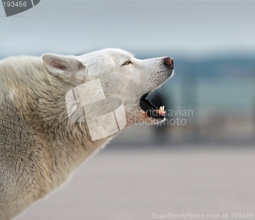 Image of Howling husky dog