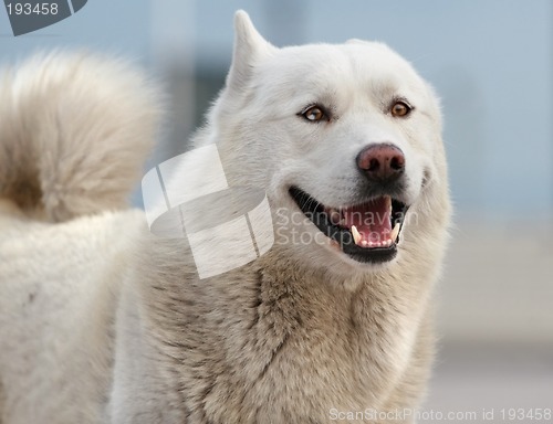Image of Smiling husky dog
