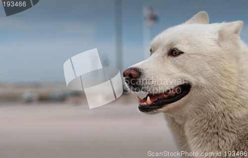 Image of Smiling husky