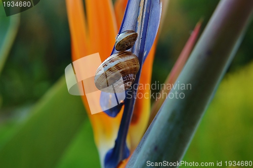 Image of Snails on Strelitzia Reginae