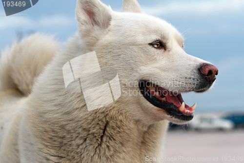 Image of Husky