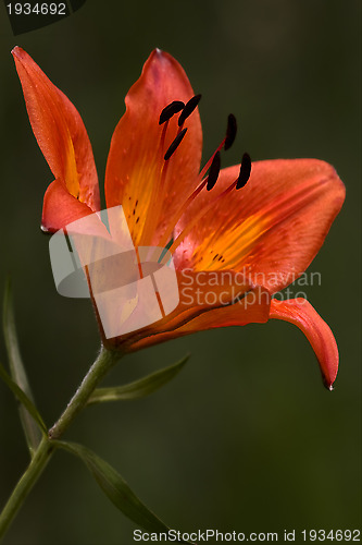Image of a lily in a garden