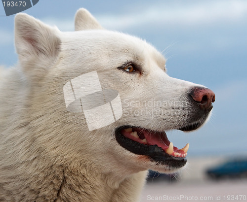 Image of Husky