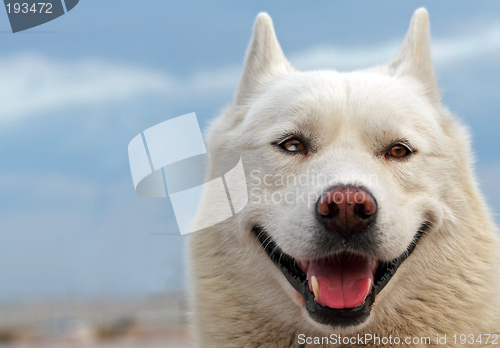 Image of Smiling husky