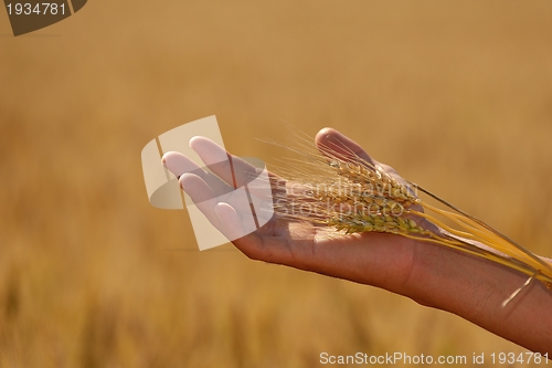 Image of hand in wheat field