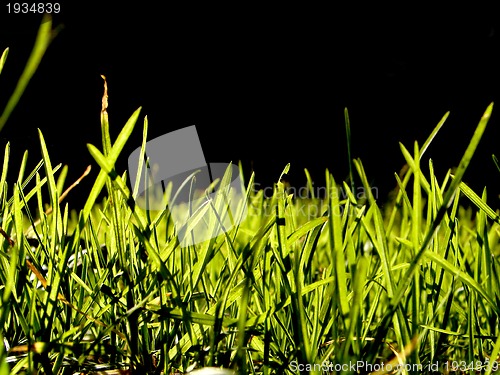 Image of green grass background