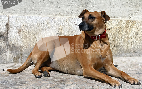 Image of Dog's portrait