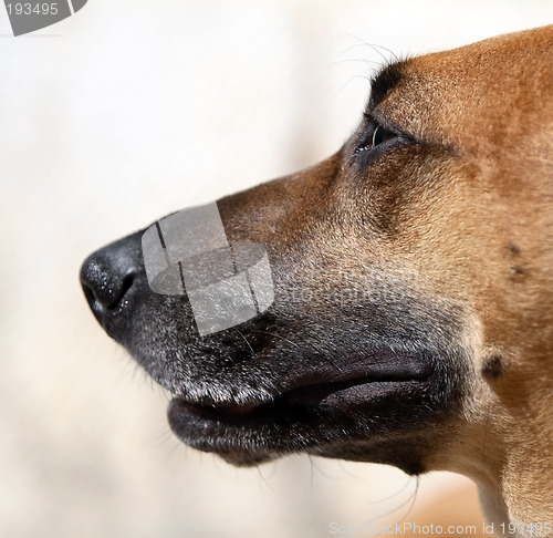 Image of Dog's portrait