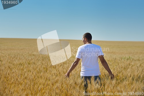 Image of man in wheat field