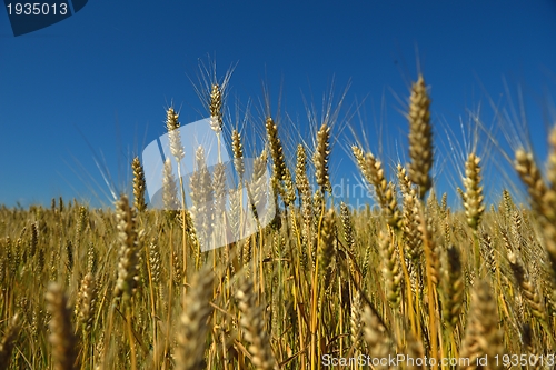 Image of wheat field with blue sky in background