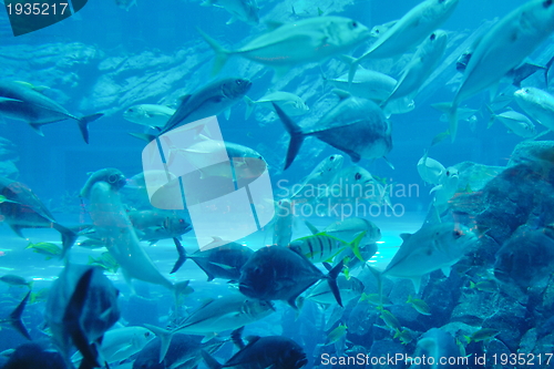 Image of aquarium with fishes and reef