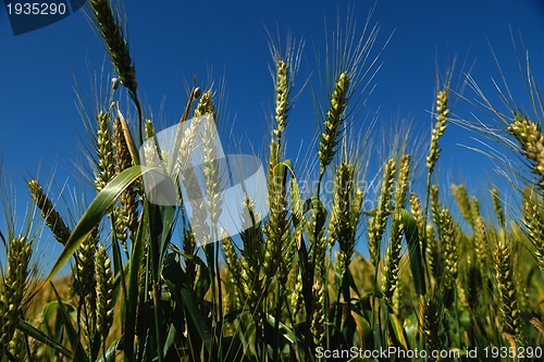 Image of wheat field with blue sky in background