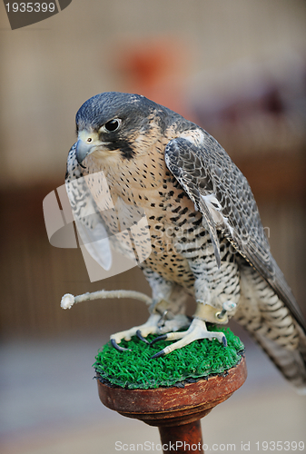 Image of arab falcon bird