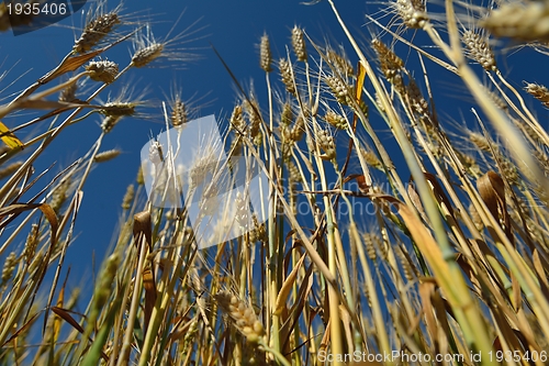 Image of wheat field with blue sky in background