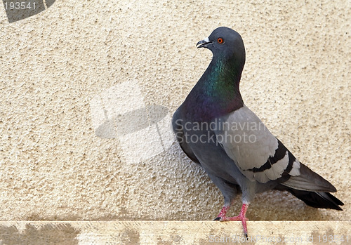 Image of Pigeon