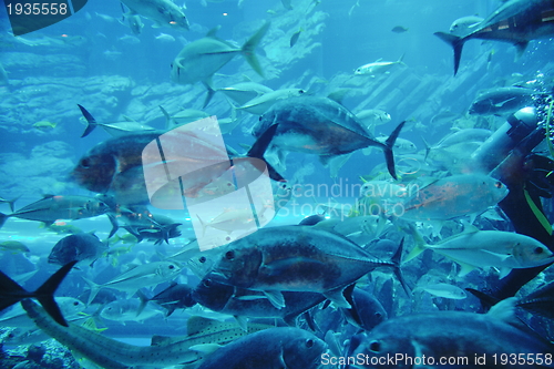 Image of aquarium with fishes and reef