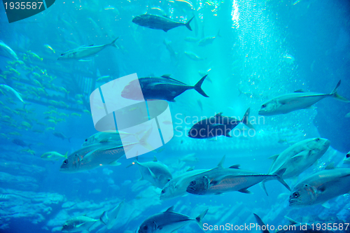 Image of aquarium with fishes and reef