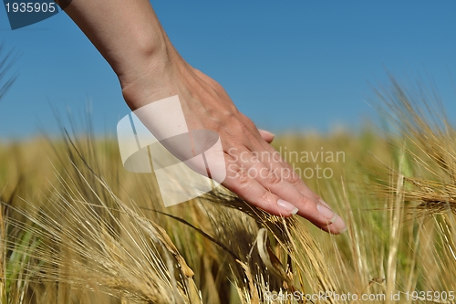 Image of Hand in wheat field