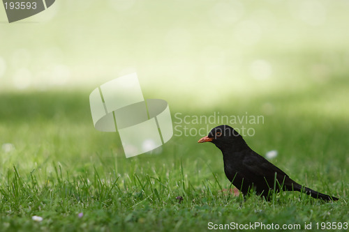 Image of Jackdaw