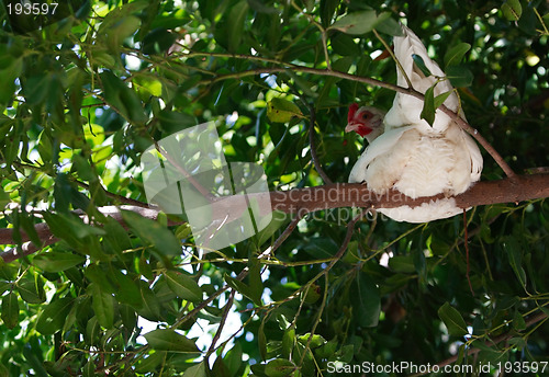 Image of Chicken on the tree