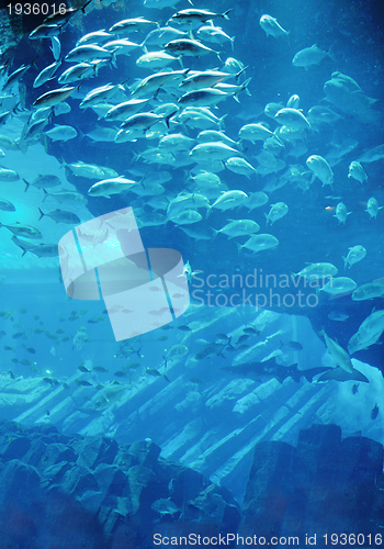 Image of aquarium with fishes and reef