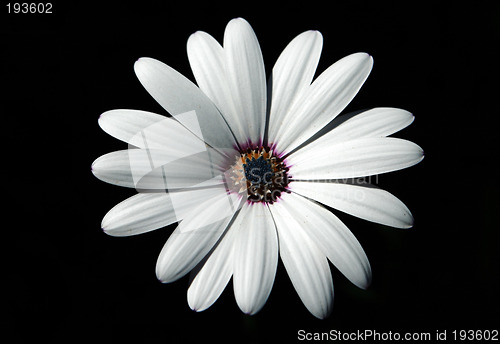 Image of Flower