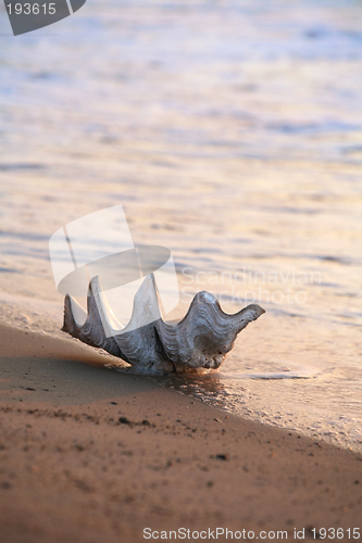 Image of Shell on the beach