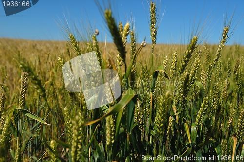 Image of wheat field with blue sky in background