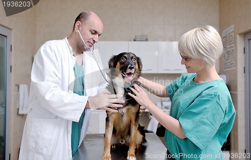 Image of veterinarian and assistant in a small animal clinic