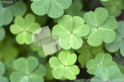 Image of Leaves Patterns