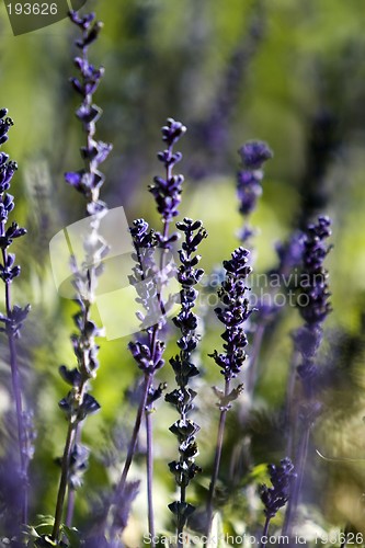 Image of Salvia Farinacea Flower