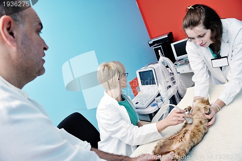 Image of veterinarian and assistant in a small animal clinic