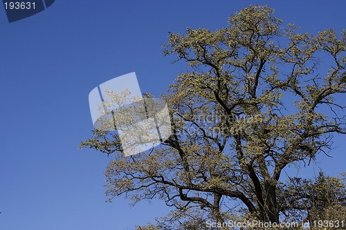 Image of Tree