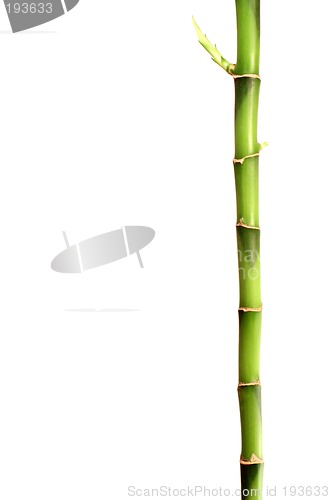 Image of Bamboo stick